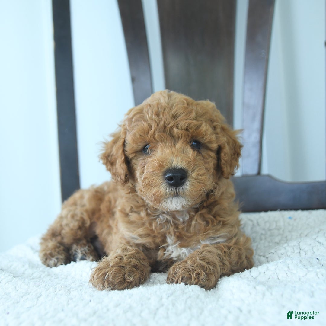 Miniature Poodle dogs for sale: Harper - Image 4