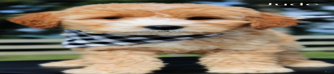 Jude