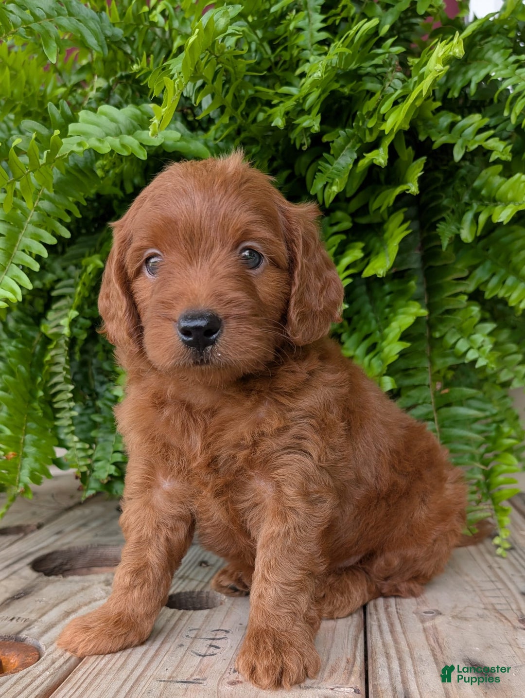 Mini Goldendoodle dogs for sale: Mini-logan - Image 36