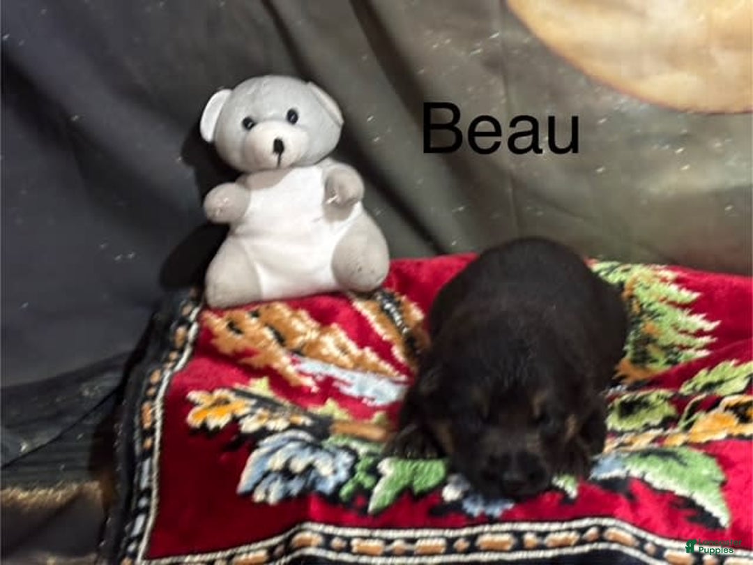 German Shepherd dogs for sale: Beau - Image 1
