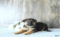 German Shepherd dogs for sale: Zeus - Listing for pets: Zeus, Ozzy, Zailey, Moose, Rizzo - Image 3