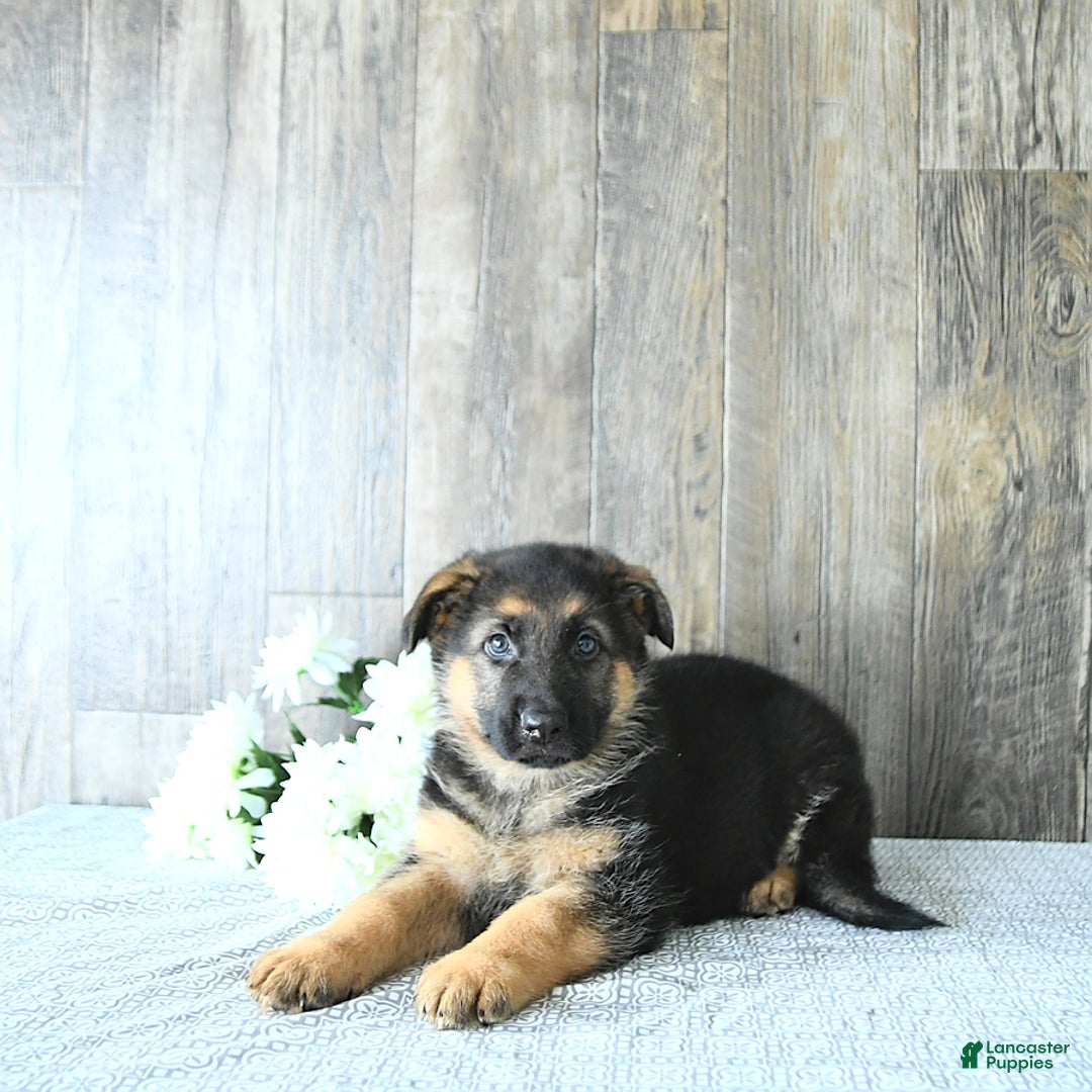 German Shepherd dogs for sale: Zeus - Listing for pets: Zeus, Ozzy, Zailey, Moose, Rizzo - Image 3
