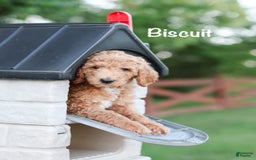 Standard Poodle dogs for sale: Biscuit - Image 2