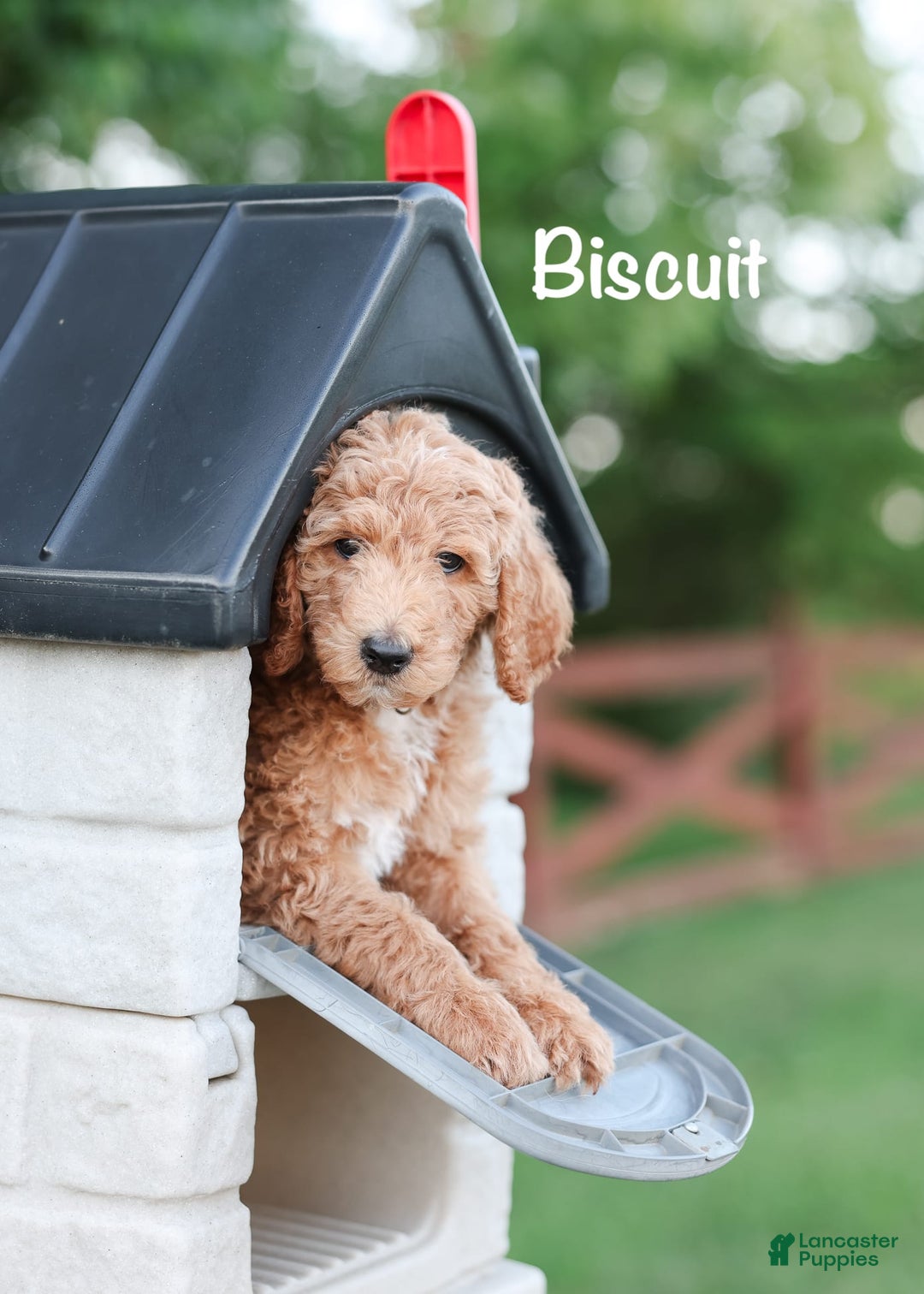 Standard Poodle dogs for sale: Biscuit - Image 2