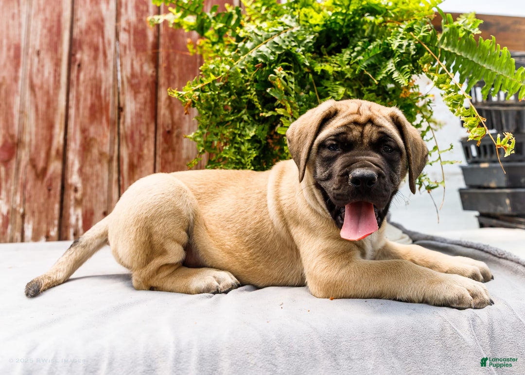English Mastiff dogs for sale: Horace - Image 12