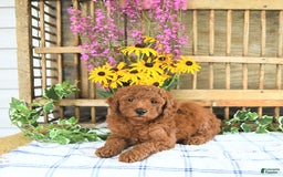 Mini Goldendoodle dogs for sale: Harper - Image 4