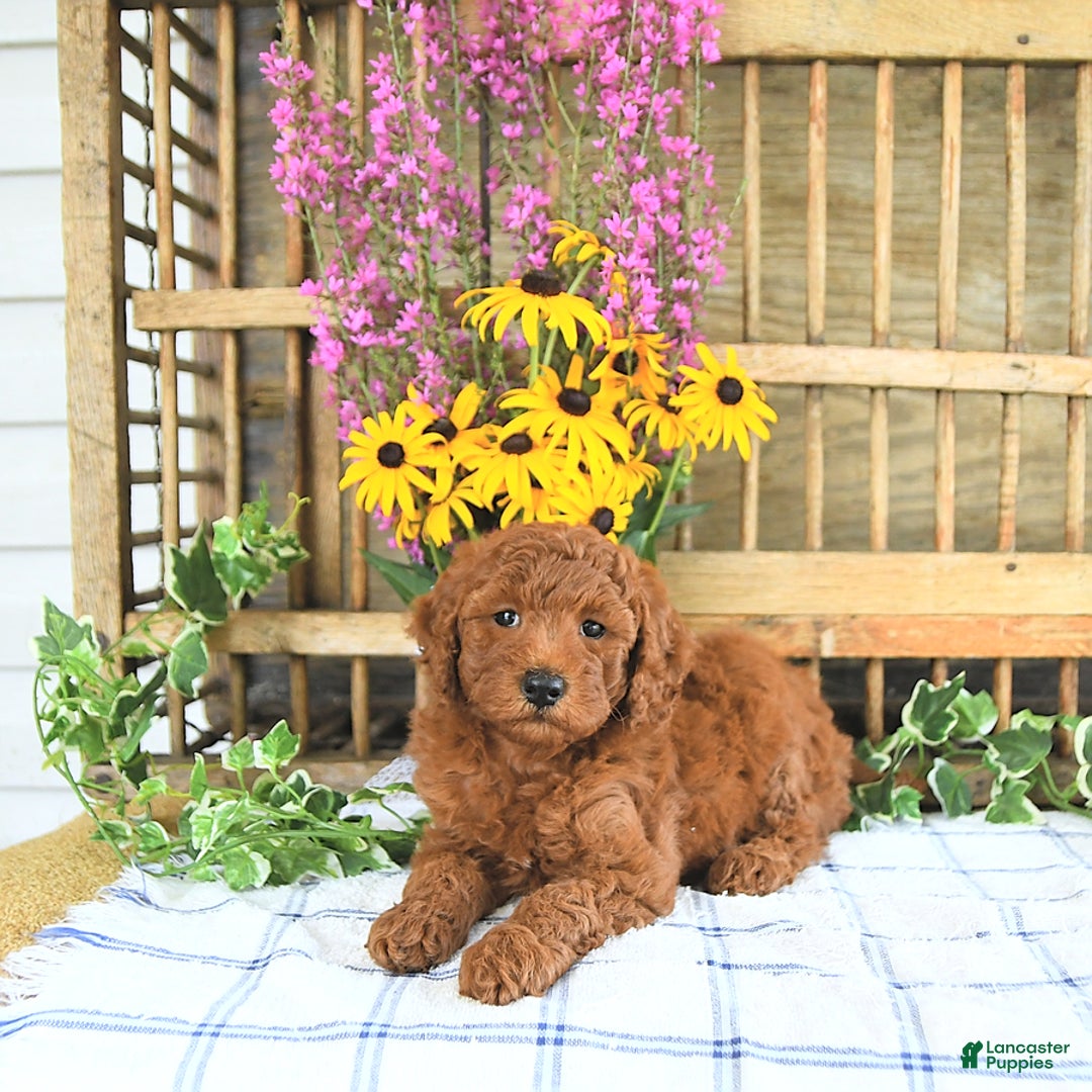 Mini Goldendoodle dogs for sale: Harper - Image 4