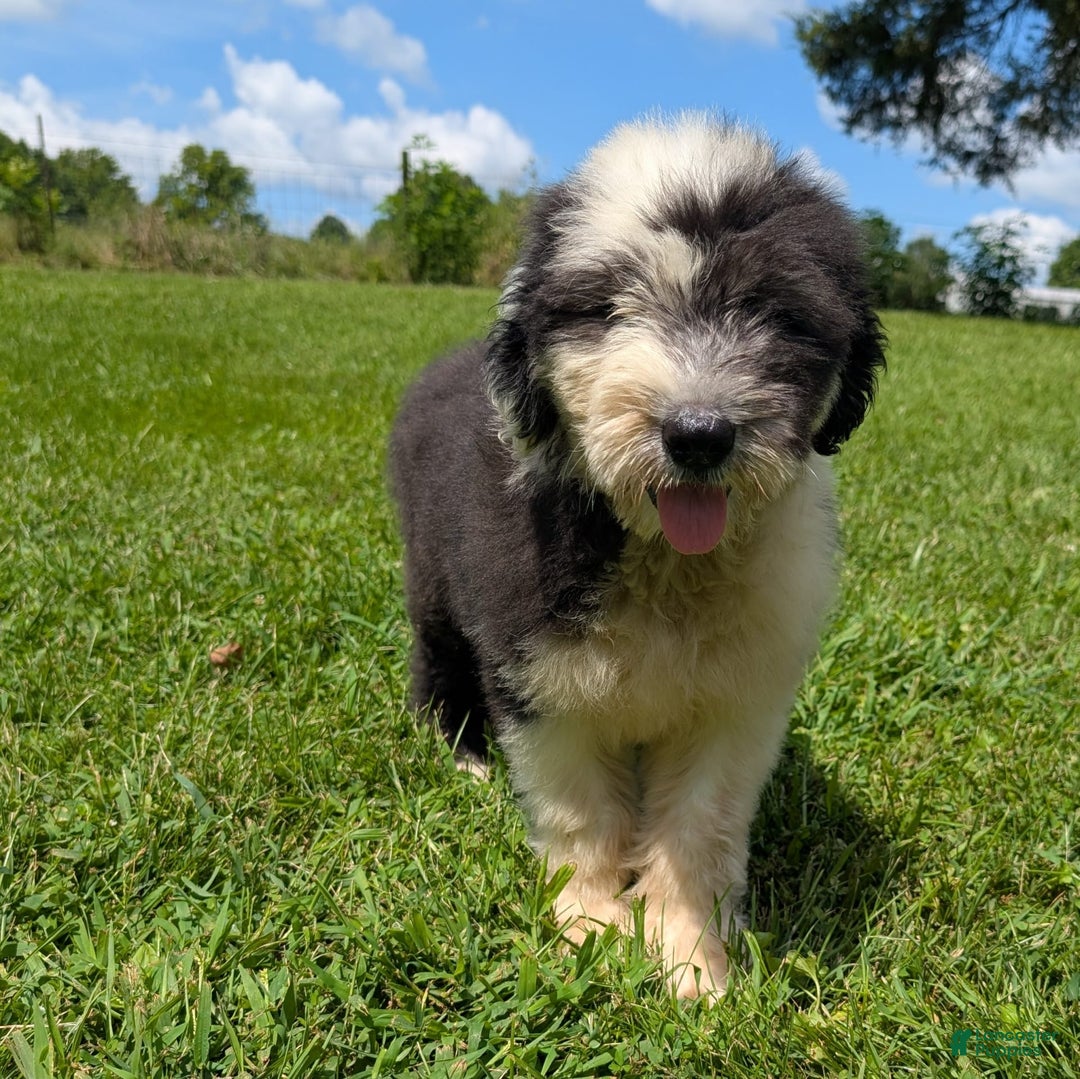 Old English Sheepdog dogs for sale: Flurry - Image 17