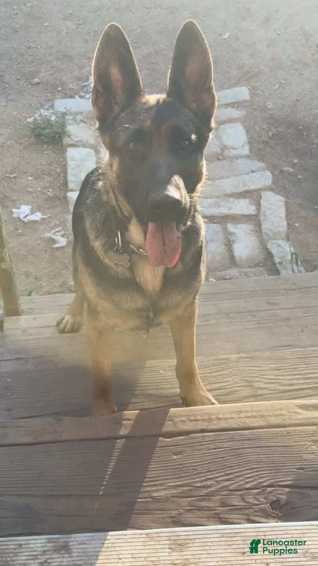 German Shepherd dogs for sale: Daisy - Image 8