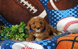 Mini Goldendoodle dogs for sale: Hamilton Hypoallergenic - Image 4