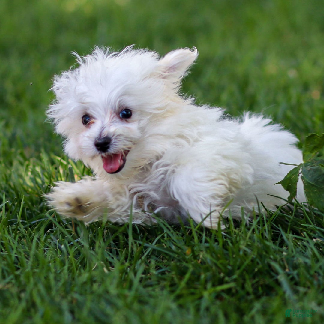 Maltese dogs for sale: Ash - Image 2