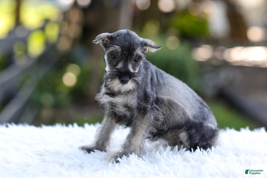 Miniature Schnauzer dogs for sale: Angel - Image 5