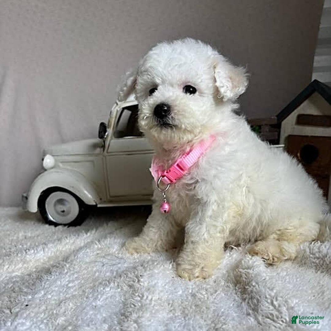 Bichpoo dogs for sale: Gigi - Image 10