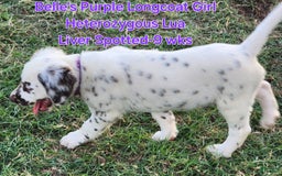 Dalmatian dogs for sale: Belles Purple Lua Liver Spotted Longcoat Girl - Image 2