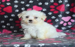 Maltese dogs for sale: Jasper - Image 13
