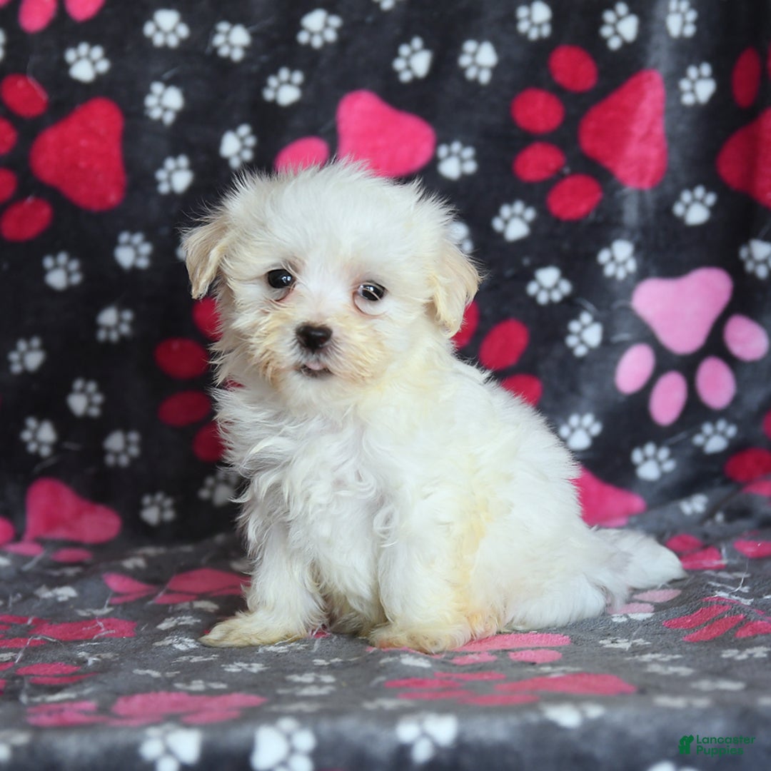 Maltese dogs for sale: Jasper - Image 13