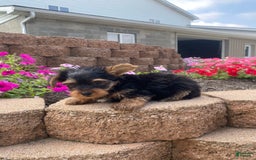Yorkshire Terrier dogs for sale: Rocker - Image 9