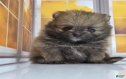 Pomeranian dogs for sale: Teddy Bear Champion Lines - Image 2