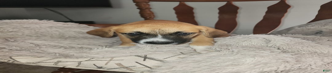 Boxer
