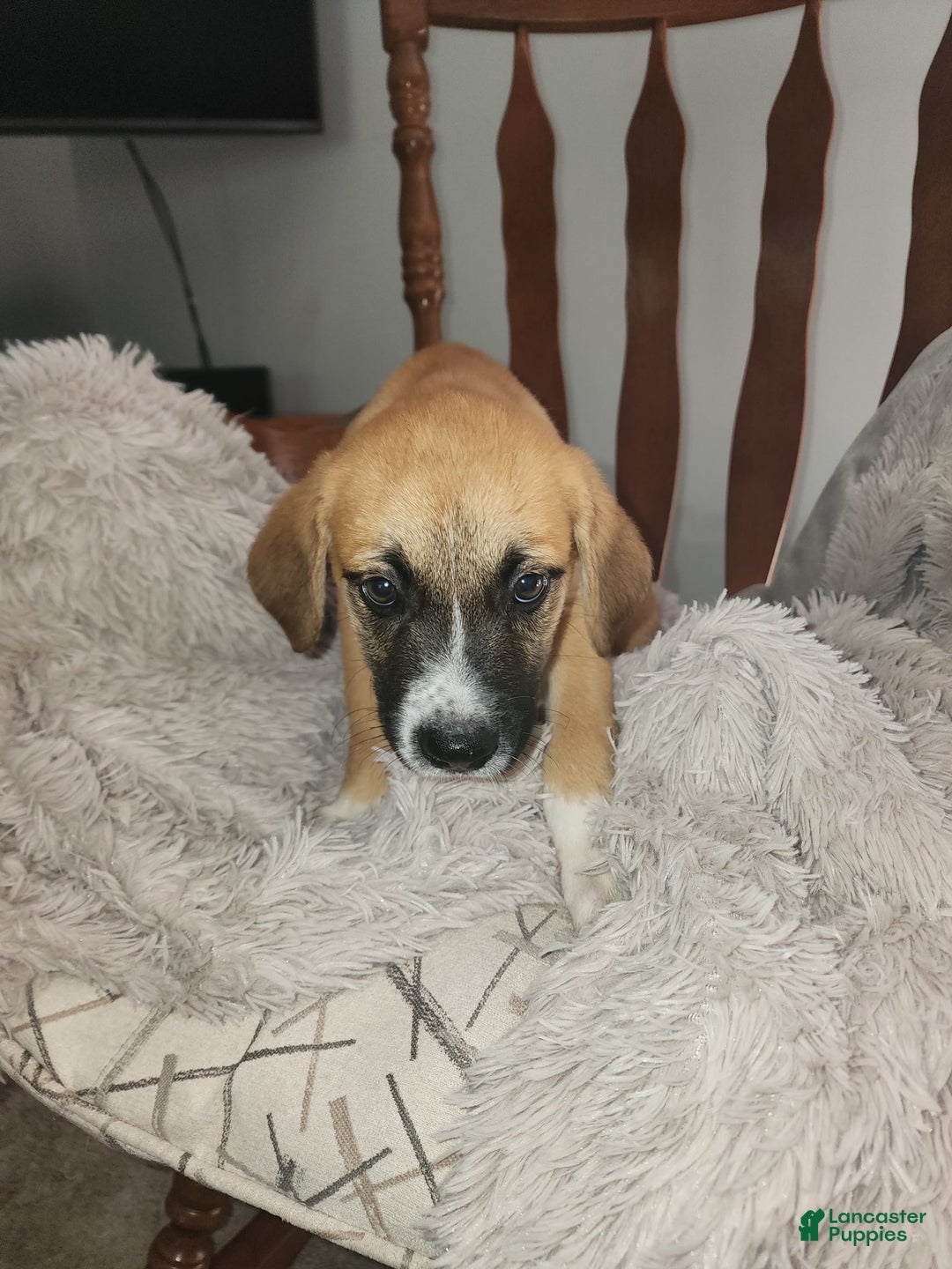 German Shepherd dogs for sale: Boxer - Image 3