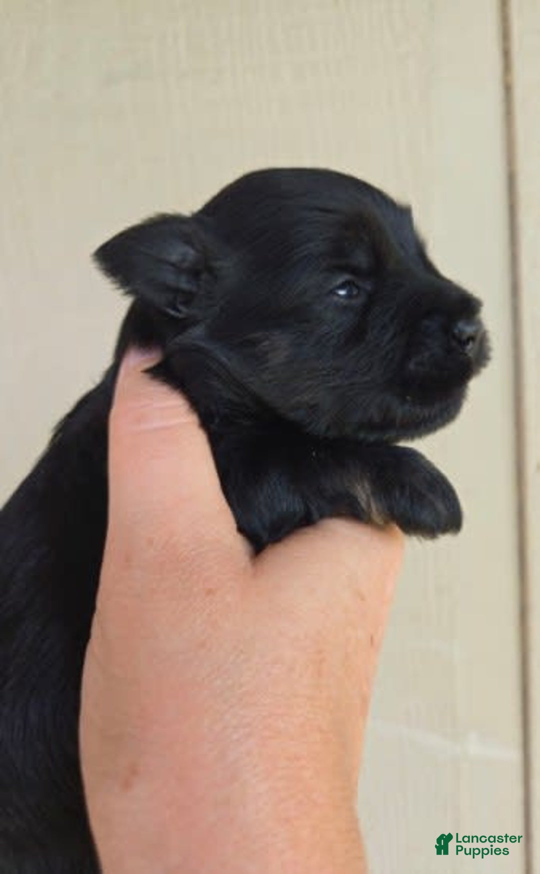 Miniature Schnauzer dogs for sale: Pup 1 - Image 2