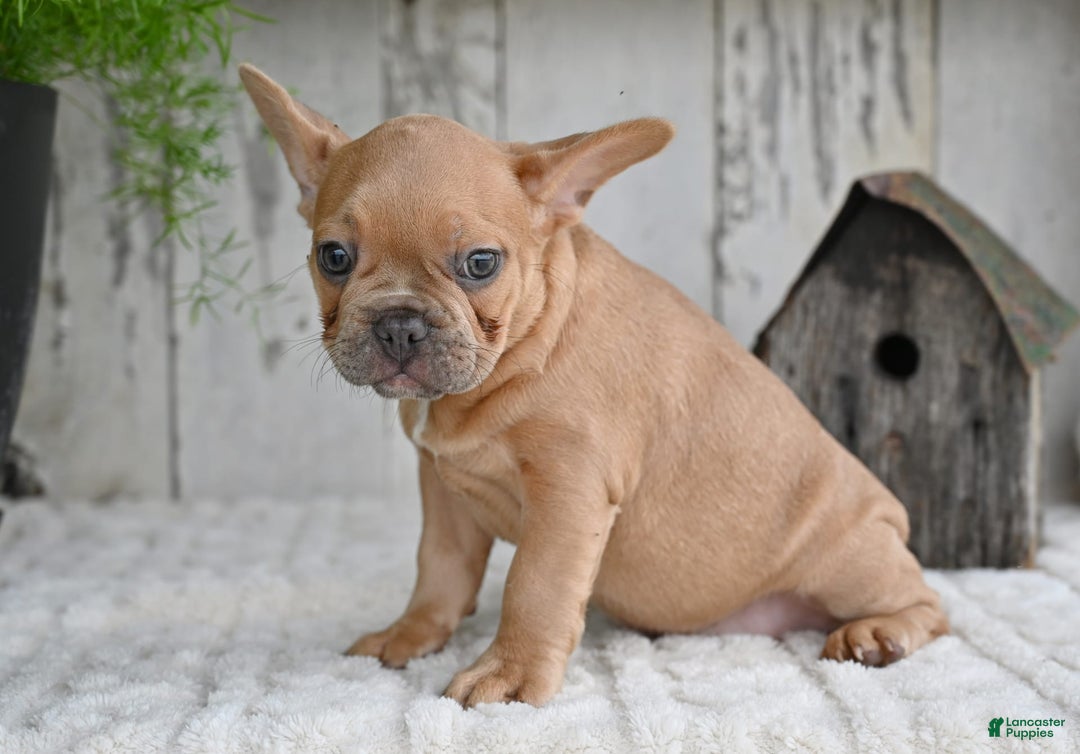 French Bulldog dogs for sale: Buster - Image 9