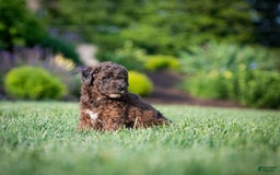 Goldendoodle dogs for sale: Janet - Image 15
