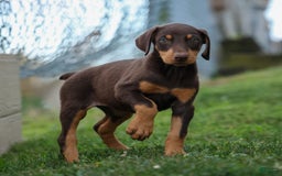 Doberman Pinscher dogs for sale: Dixie - Image 15
