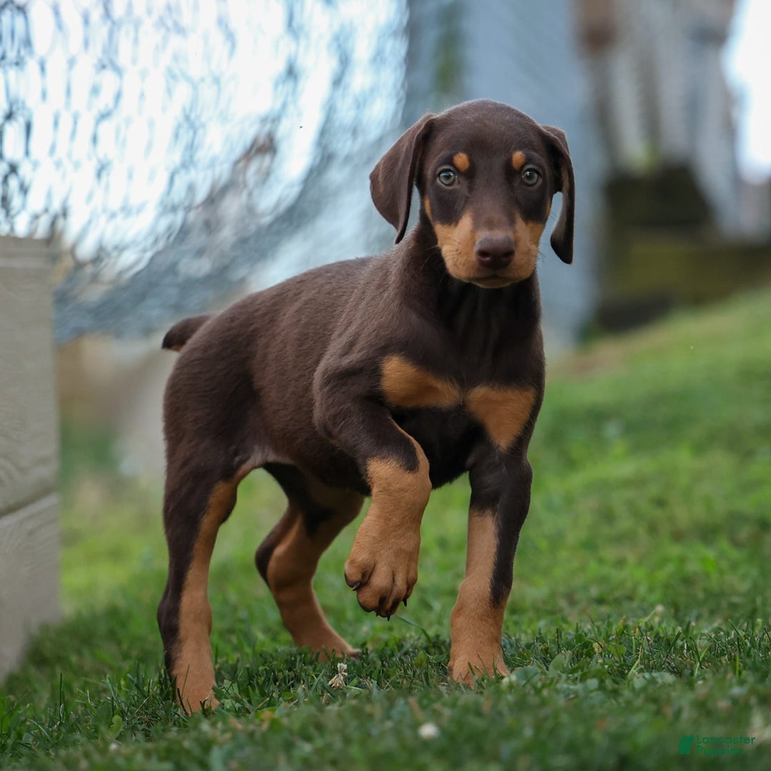 Doberman Pinscher dogs for sale: Dixie - Image 15