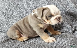 English Bulldog dogs for sale: Carson - Image 2
