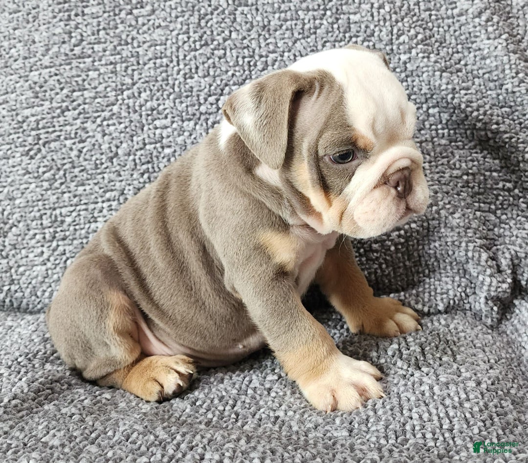 English Bulldog dogs for sale: Carson - Image 2