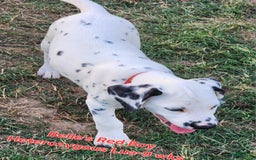Dalmatian dogs for sale: Belles Red Lua Boy - Image 4