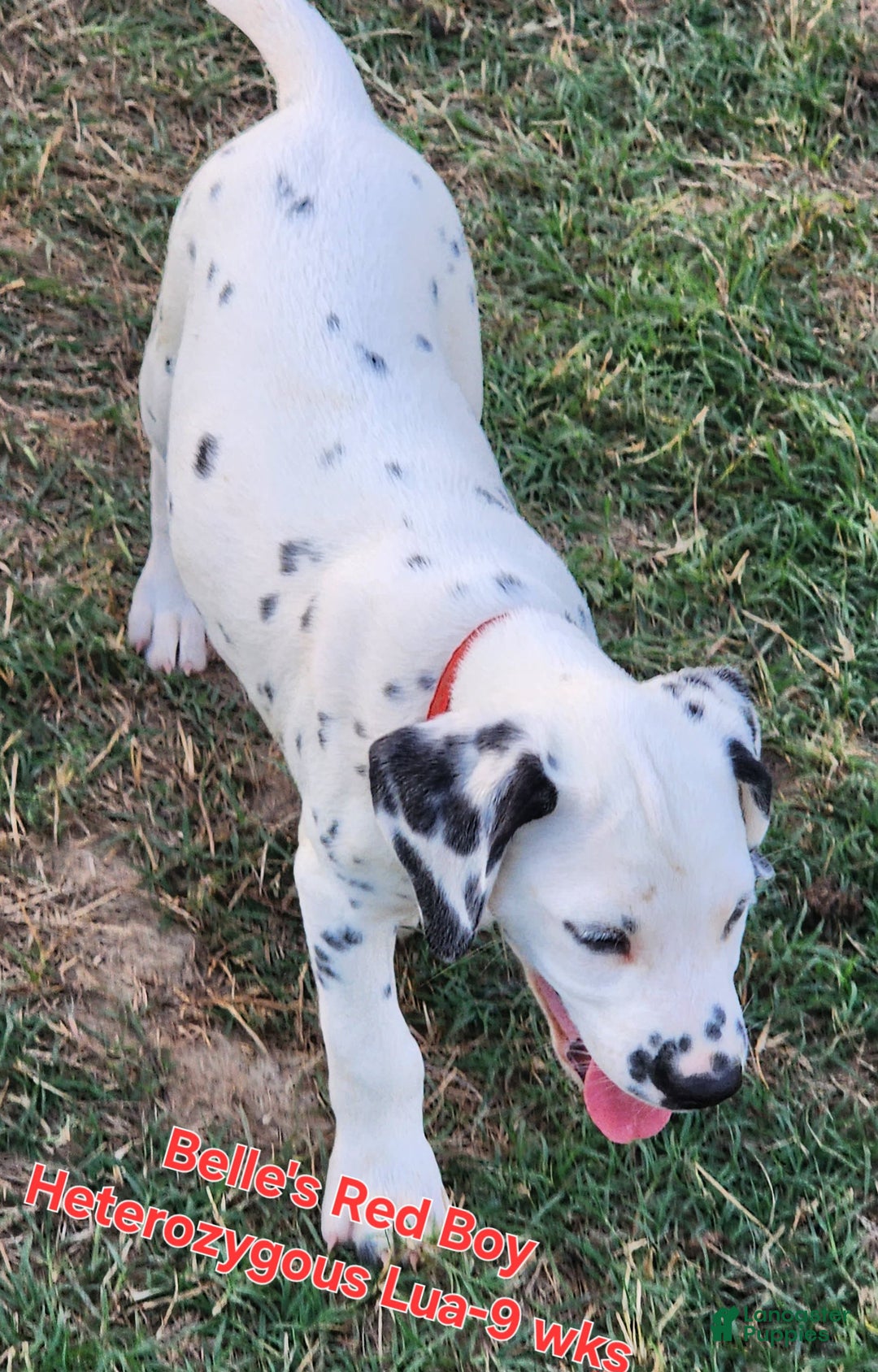 Dalmatian dogs for sale: Belles Red Lua Boy - Image 4
