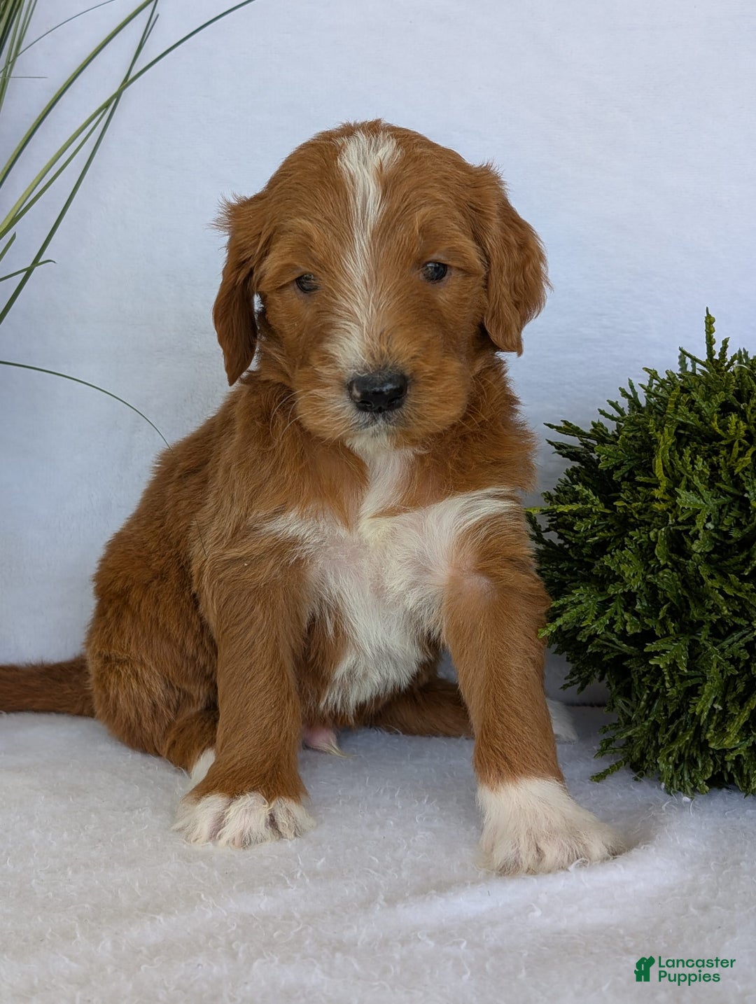 Goldendoodle dogs for sale: Mikey - Image 5