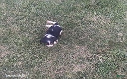 Cavalier King Charles Spaniel dogs for sale: Cavalier King Charles Spaniel 5 puppies - Image 18
