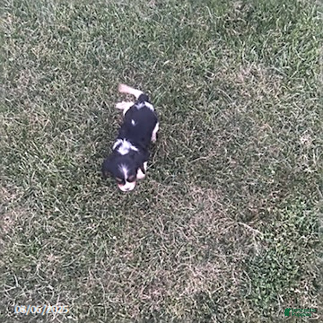Cavalier King Charles Spaniel dogs for sale: Cavalier King Charles Spaniel 5 puppies - Image 18