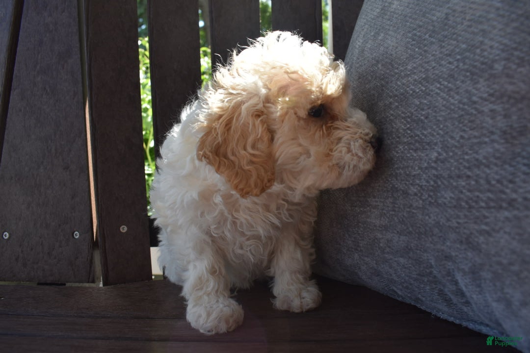 Toy Poodle dogs for sale: Edgar - Image 11