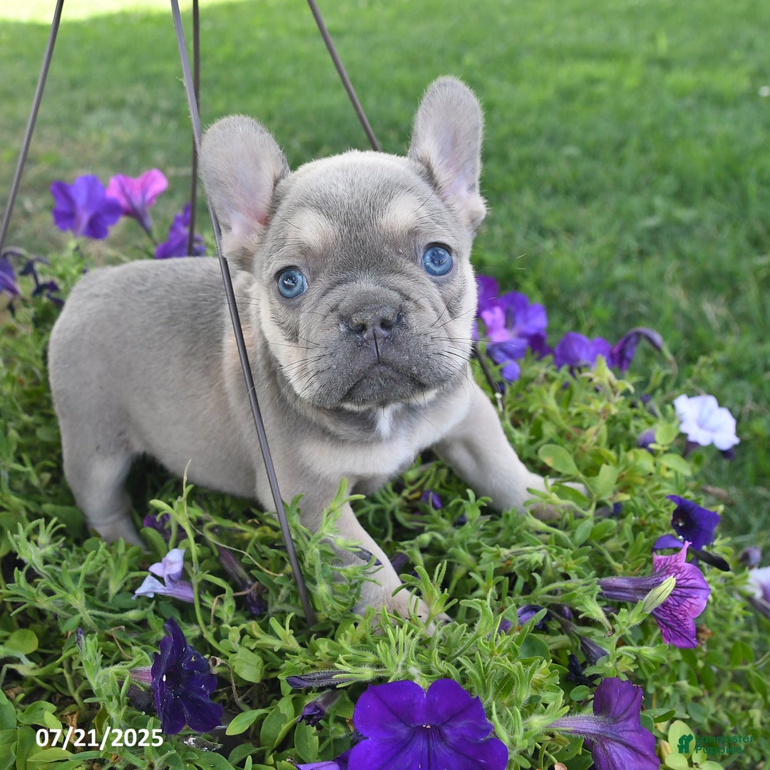 French Bulldog dogs for sale: Felix - Image 5
