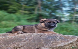 German Shepherd dogs for sale: Kaja - Image 8