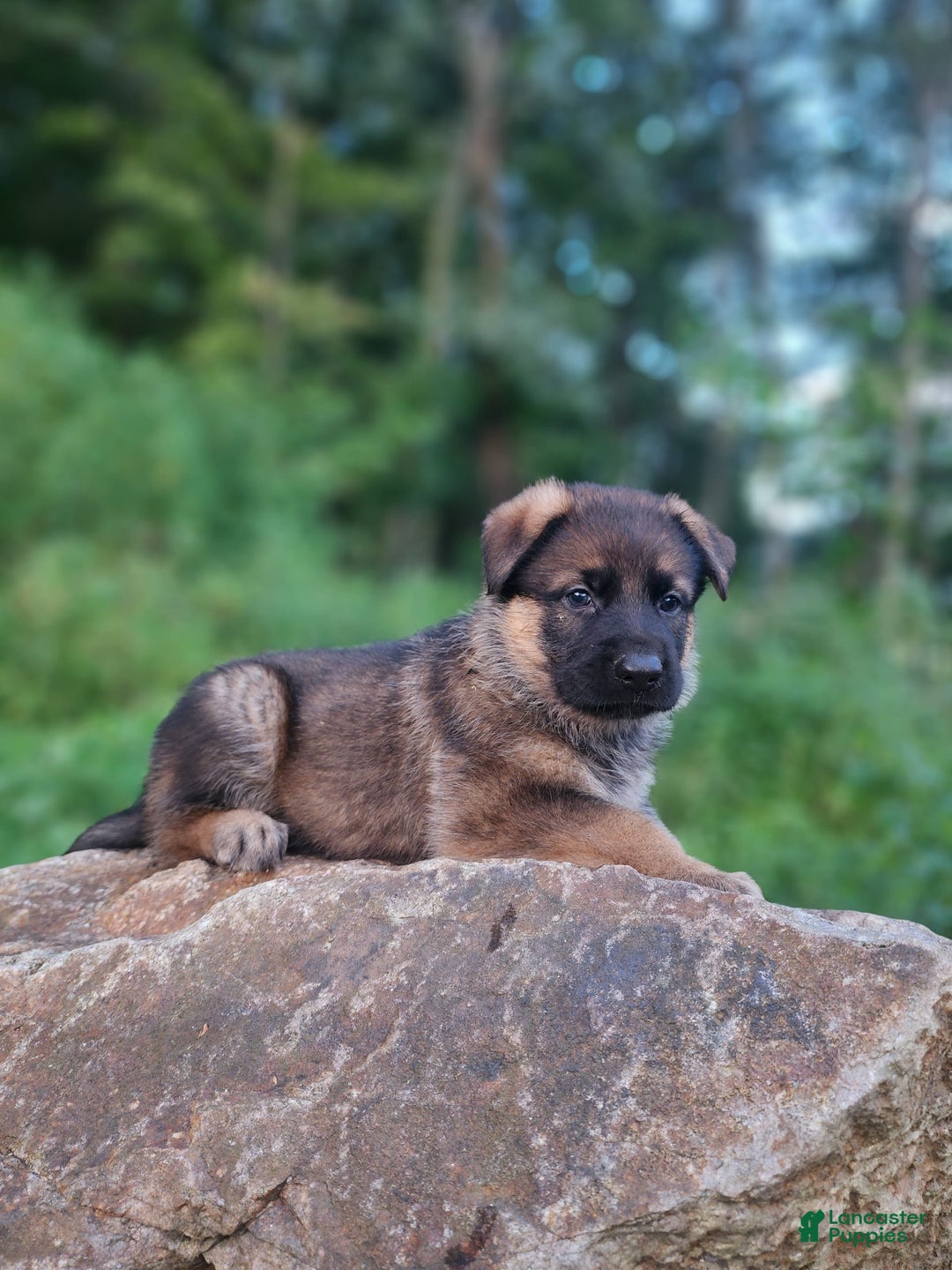 German Shepherd dogs for sale: Kaja - Image 8