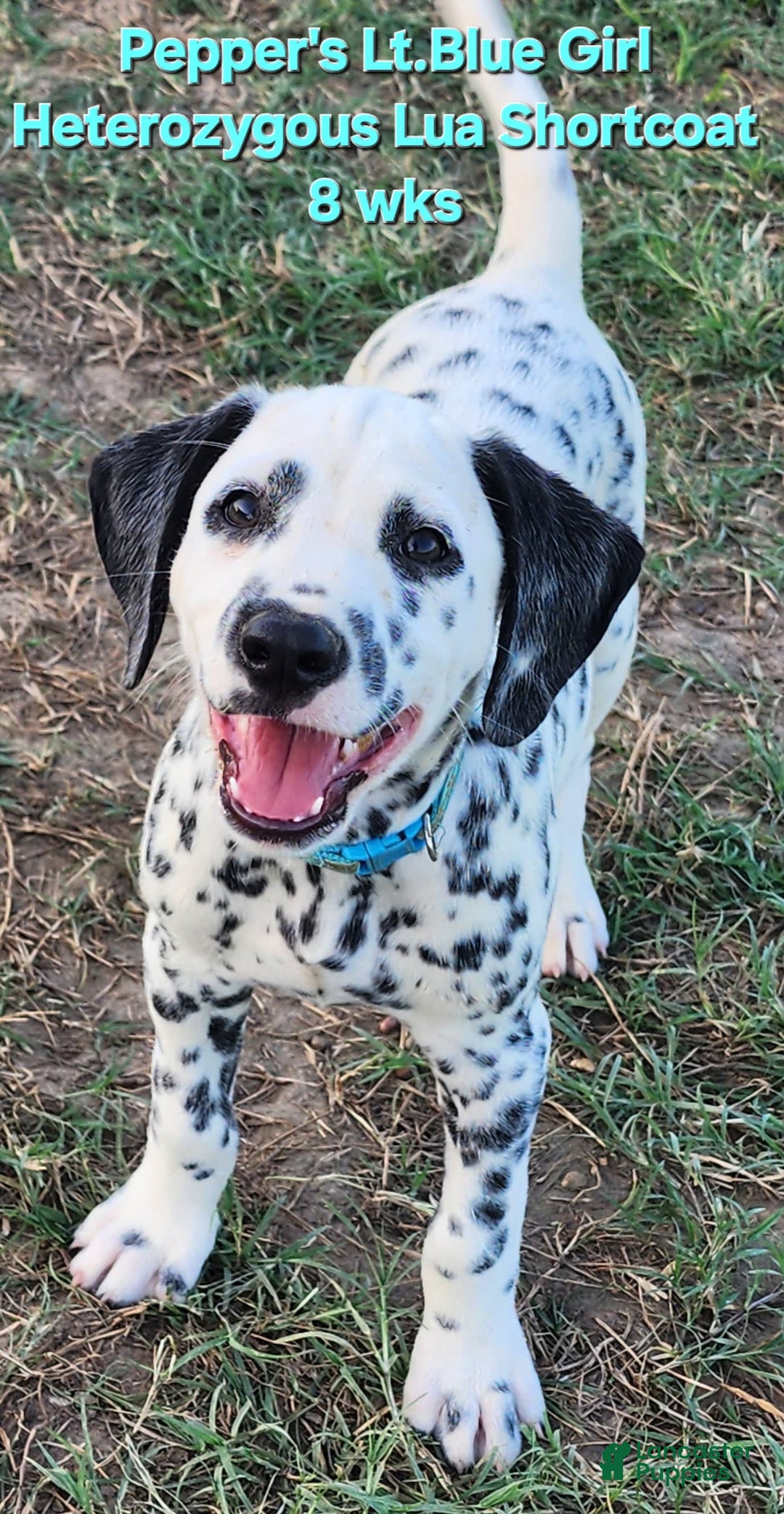 Dalmatian dogs for sale: Peppers Lt. Blue Girl - Image 14