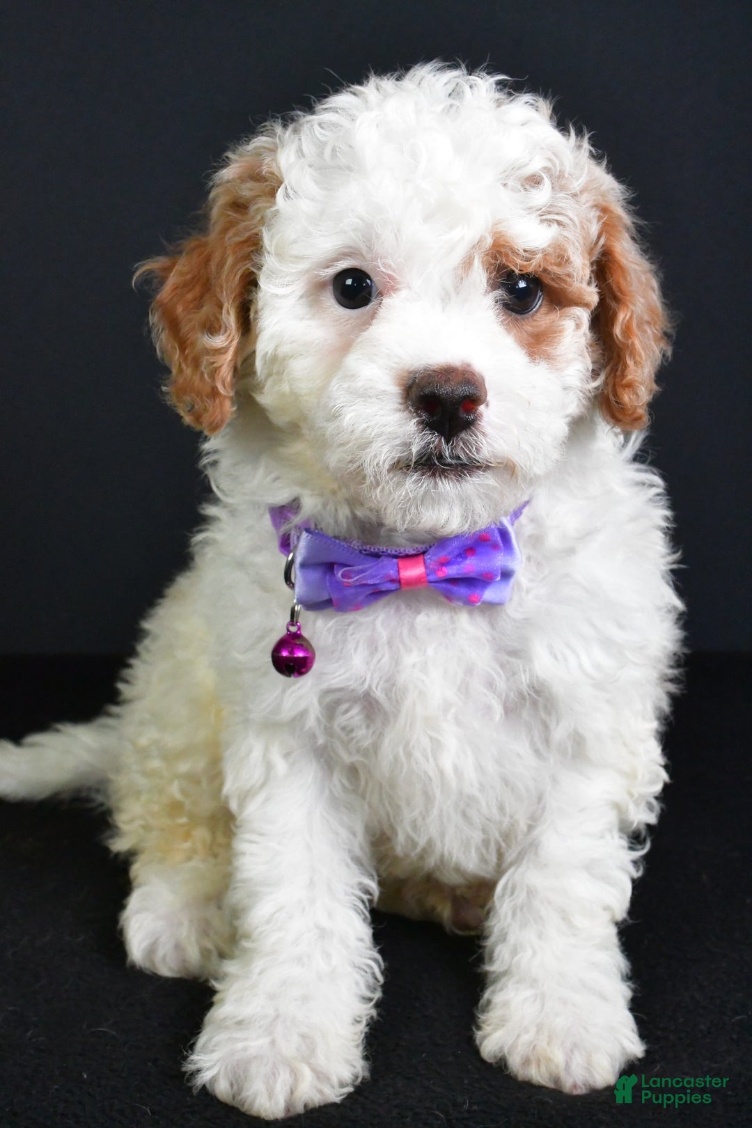 Cavapoo dogs for sale: Abby - Image 2