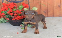 Doberman Pinscher dogs for sale: Diesel - Image 1
