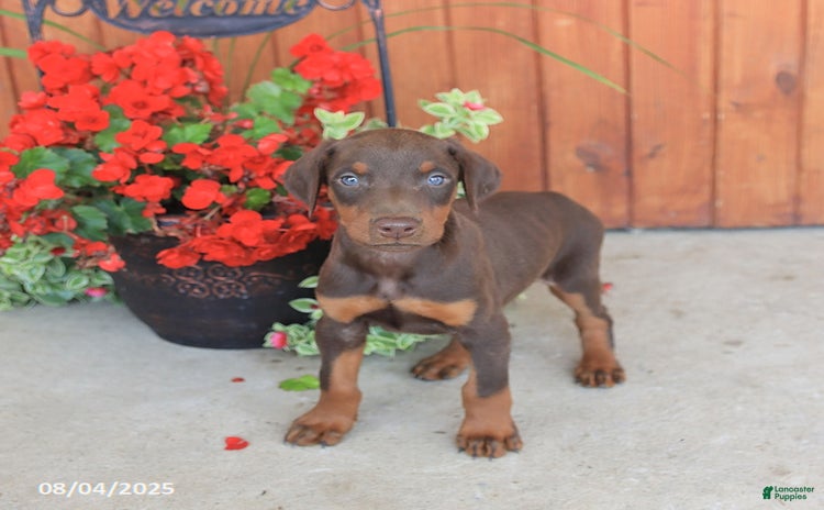 Doberman Pinscher dogs for sale - Ad 1