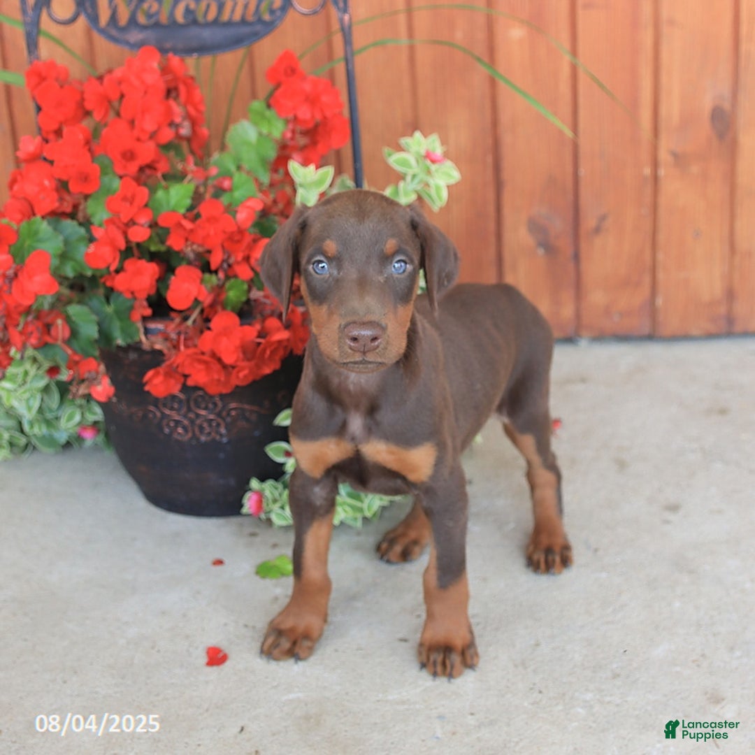 Doberman Pinscher dogs for sale: Diesel - Image 1