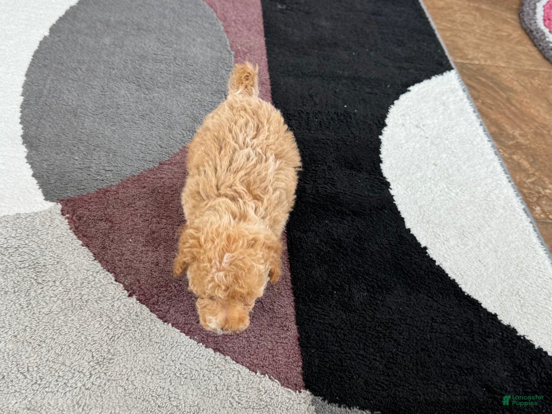 Maltipoo dogs for sale: Terry - Image 8