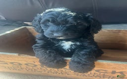 Goldendoodle dogs for sale: Ash - Image 12