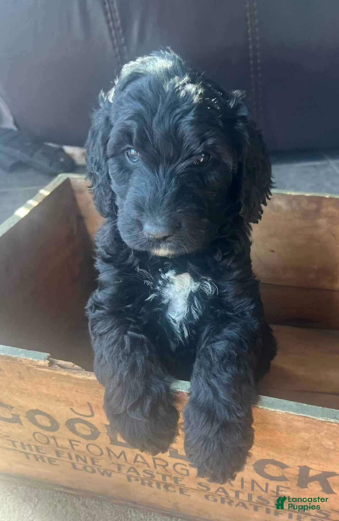Goldendoodle dogs for sale: Ash - Image 12