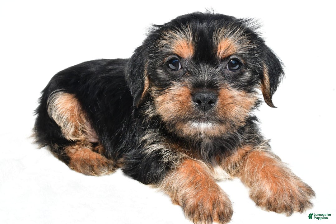 Shorkie dogs for sale: Waldo - Image 1
