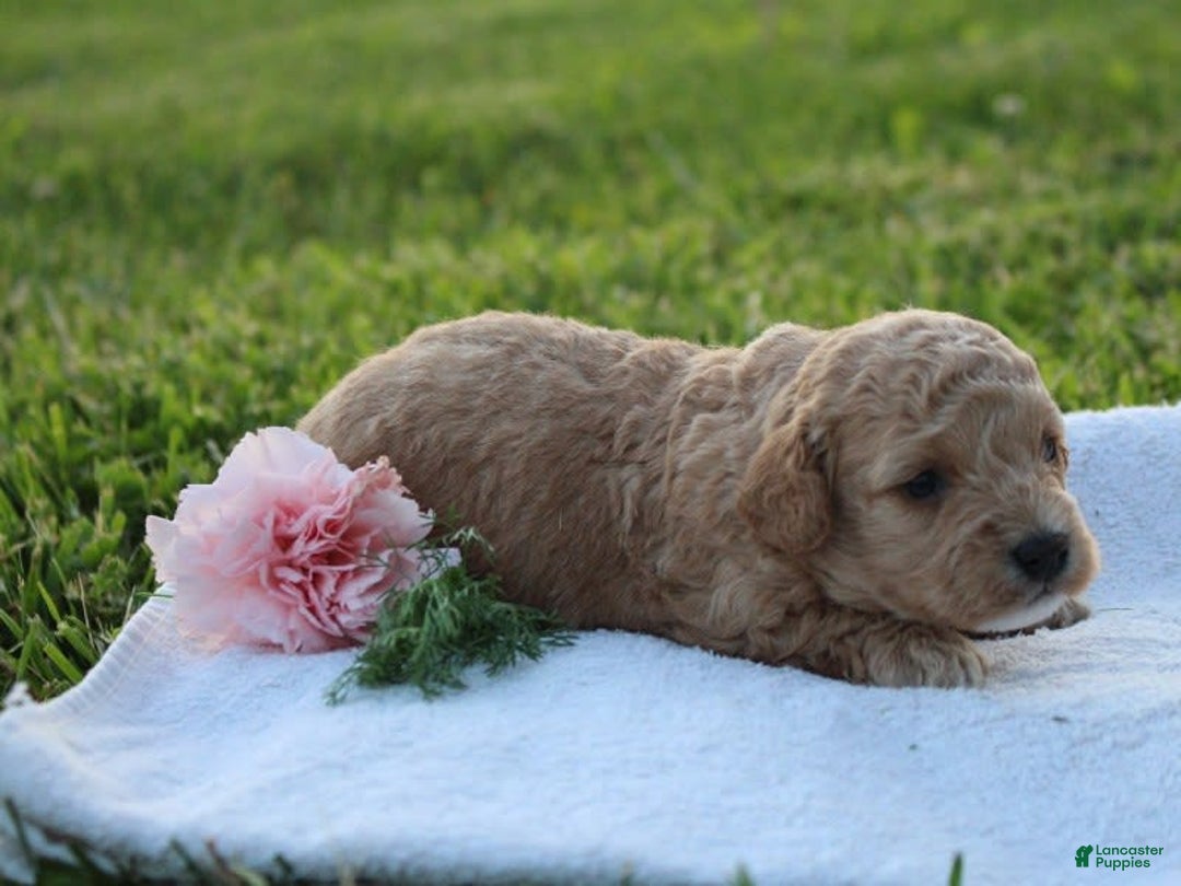 Miniature Poodle dogs for sale: Andre - Image 3